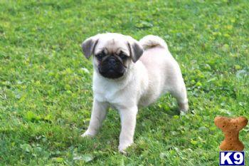 Puppies in PA